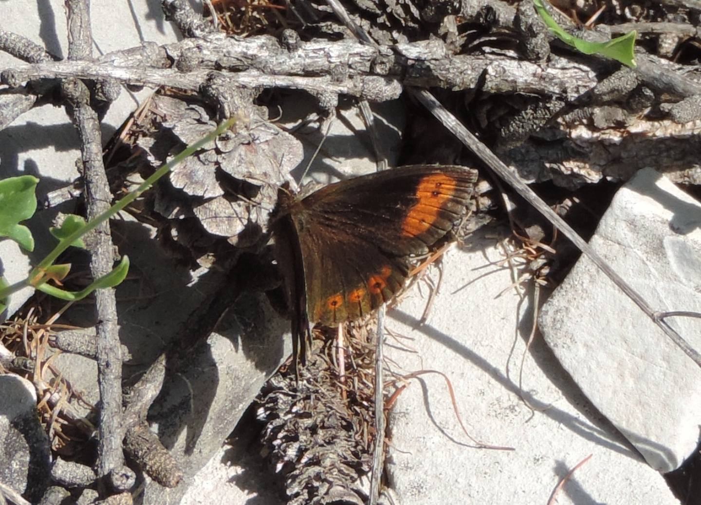 Erebia neoridas ad alta quota?  S
